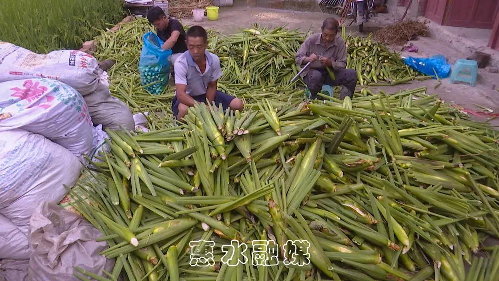 茭白种植致富_致富种植茭白怎么样_致富种植茭白视频