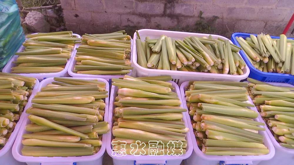 致富种植茭白怎么样_致富种植茭白视频_茭白种植致富