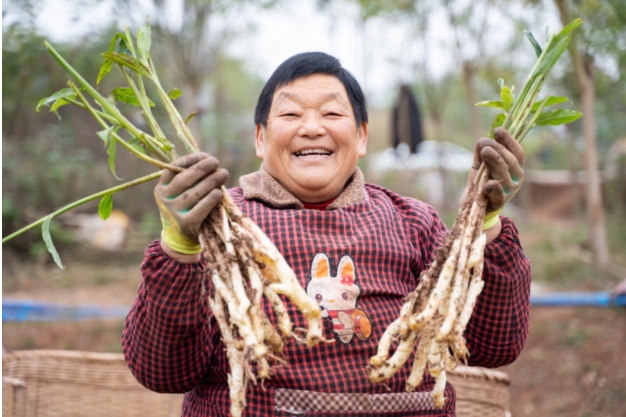 致富经锅炉种姜视频_锅炉姜种植技术_种姜设备