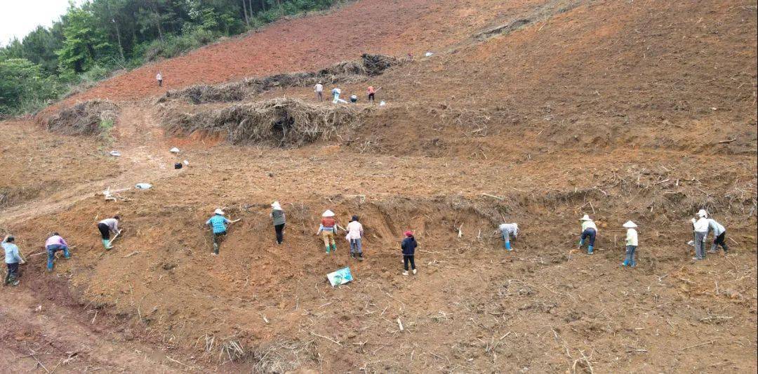 陕西养蚕基地_陕西桑蚕养殖致富_桑蚕养殖场