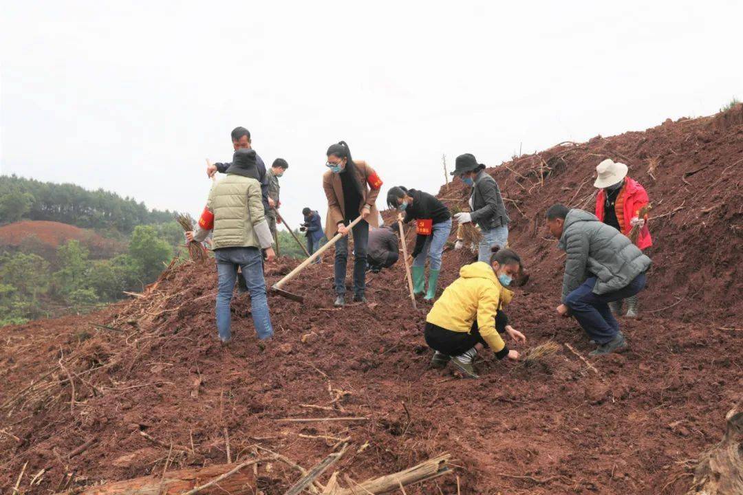 桑蚕养殖场_陕西养蚕基地_陕西桑蚕养殖致富