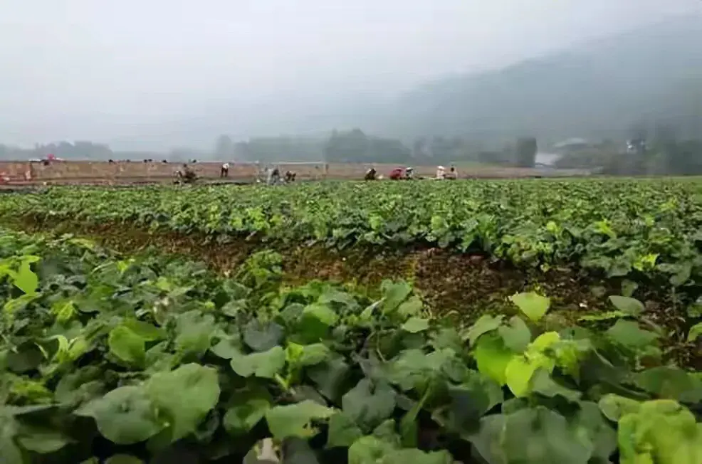 致富种植药材项目_致富药材种植项目简介_中药材种植致富经