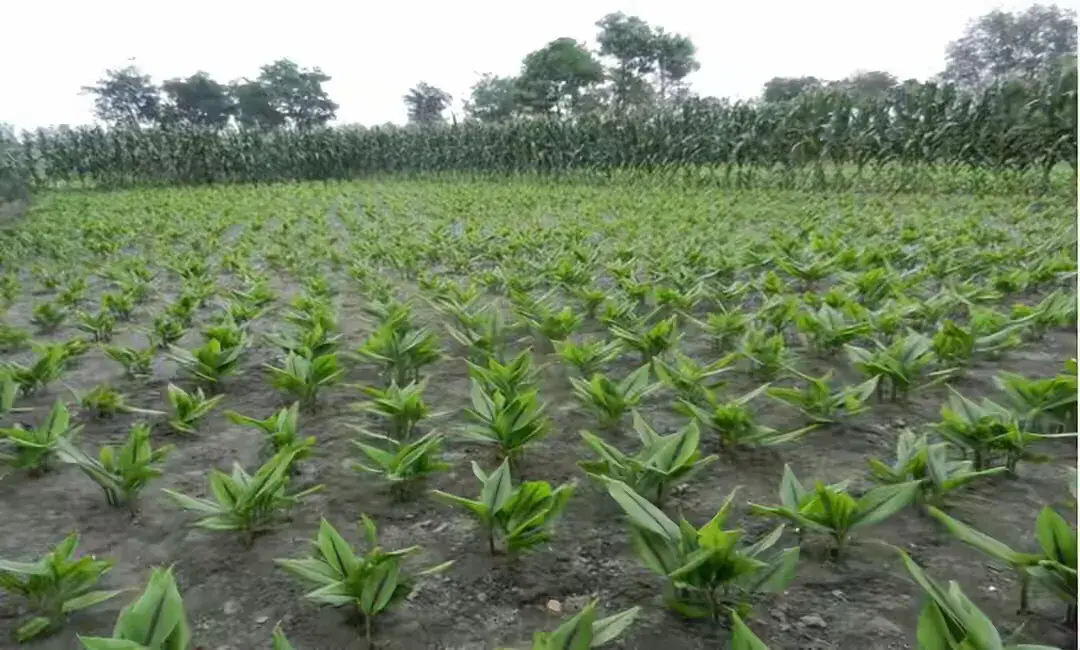 中药材种植致富经_致富药材种植项目简介_致富种植药材项目