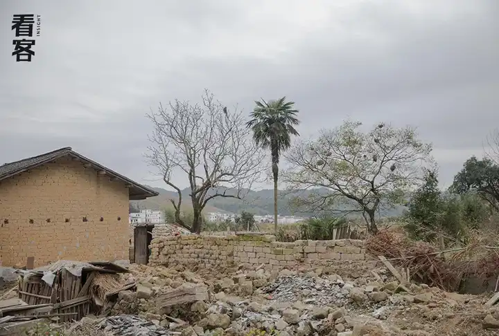 养殖竹鼠赚钱吗_致富经中养竹鼠_养殖竹鼠的前景如何