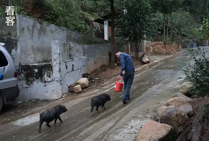 养殖竹鼠赚钱吗_养殖竹鼠的前景如何_致富经中养竹鼠