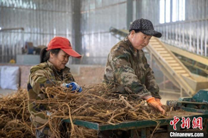 （乡村行·看振兴）药材飘香产业兴 山西襄垣发“药财”