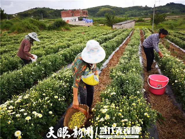 致富经金飞养殖场_致富经养飞鸡_致富经金鱼养殖