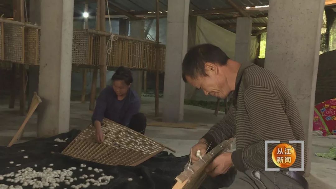 致富山区种植好项目有哪些_山区种植什么致富项目_山区种植什么致富项目好