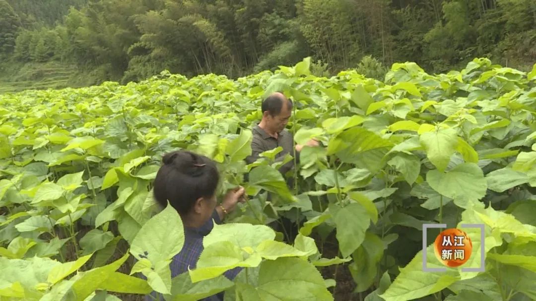 山区种植什么致富项目好_山区种植什么致富项目_致富山区种植好项目有哪些