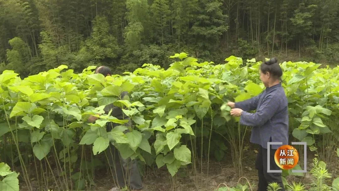 山区种植什么致富项目_致富山区种植好项目有哪些_山区种植什么致富项目好