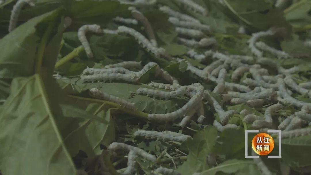 山区种植什么致富项目_山区种植什么致富项目好_致富山区种植好项目有哪些