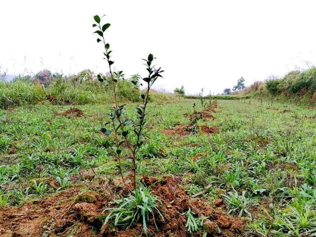 山区农村致富项目_山区种植什么致富项目好_致富山区种植好项目有哪些