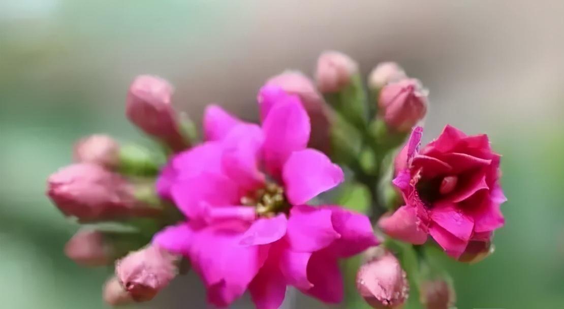 花卉养殖技术视频教程_花卉养殖技术网_花卉养殖app