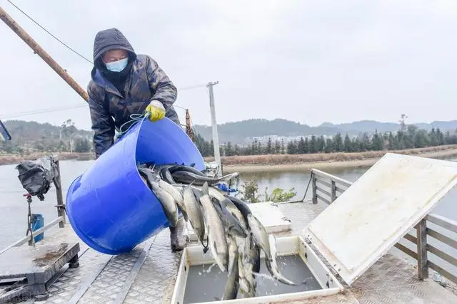 麦鲮成鱼养殖技术_麦鲮鱼养殖成本效益_养殖麦穗鱼的利润