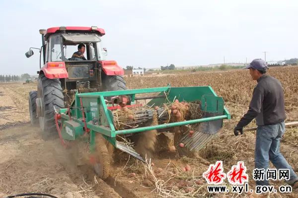 致富马铃薯种植农民怎么样_农民种植马铃薯致富_致富经马铃薯种植视频