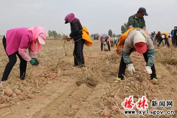 农民种植马铃薯致富_致富马铃薯种植农民怎么样_致富经马铃薯种植视频