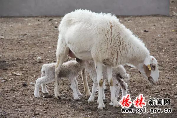 致富经马铃薯种植视频_致富马铃薯种植农民怎么样_农民种植马铃薯致富