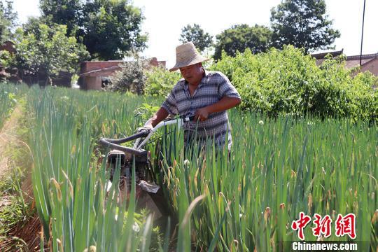 甘肃西峰庄稼汉“科技种地”：致富路上“葱”满希望