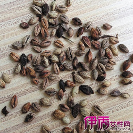 冬青树的种植技术_如何种植冬青树_种植树冬青技术视频