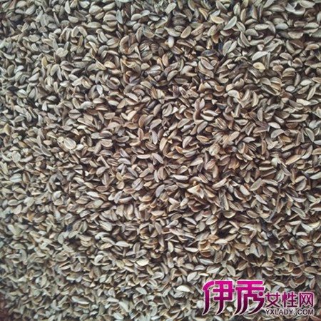 冬青树的种植技术_种植树冬青技术视频_如何种植冬青树