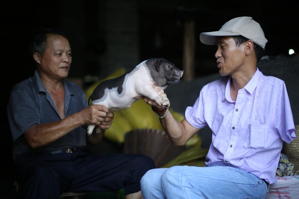 致富养猪_致富经 烤乳猪_致富经烤乳猪视频