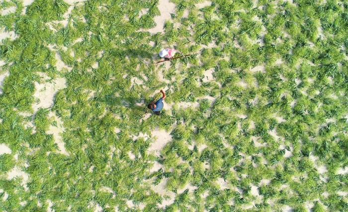 村民科学种植致富_农村致富种_农村种植致富能手事迹材料