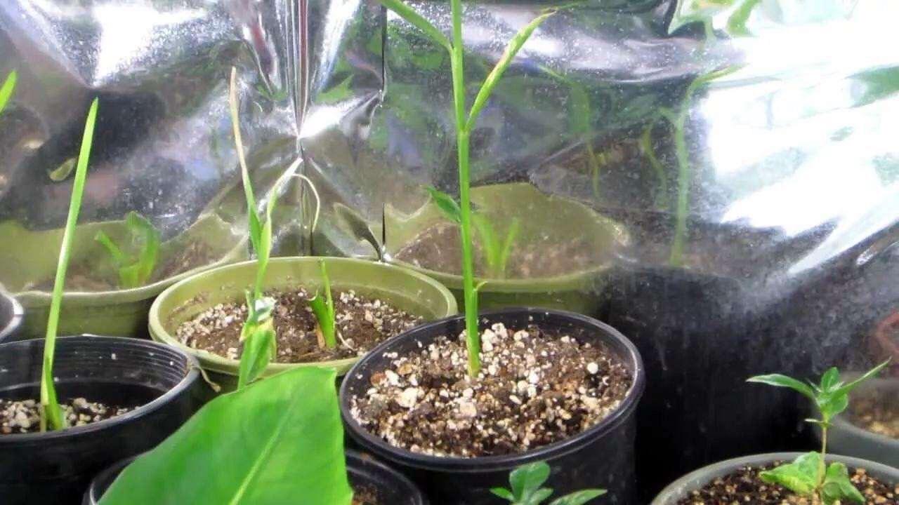 三农视频生姜种植技术_本地生姜种植技术视频_生姜种植技术视频播放