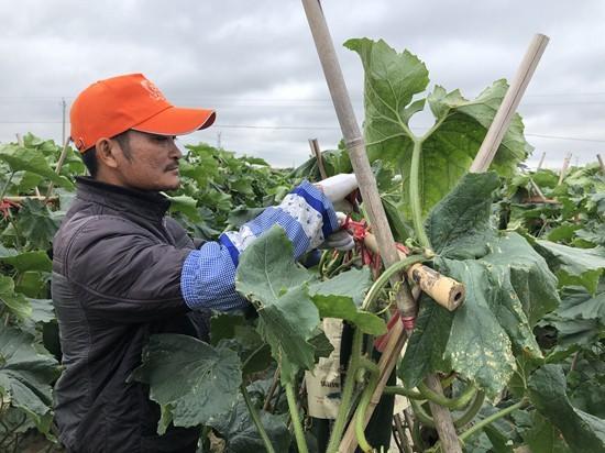 村民科学种植致富_农民致富种植项目_农村致富种