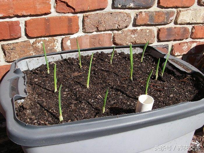 生姜种植视频农广天地_三农视频生姜种植技术_每日农经生姜种植视频