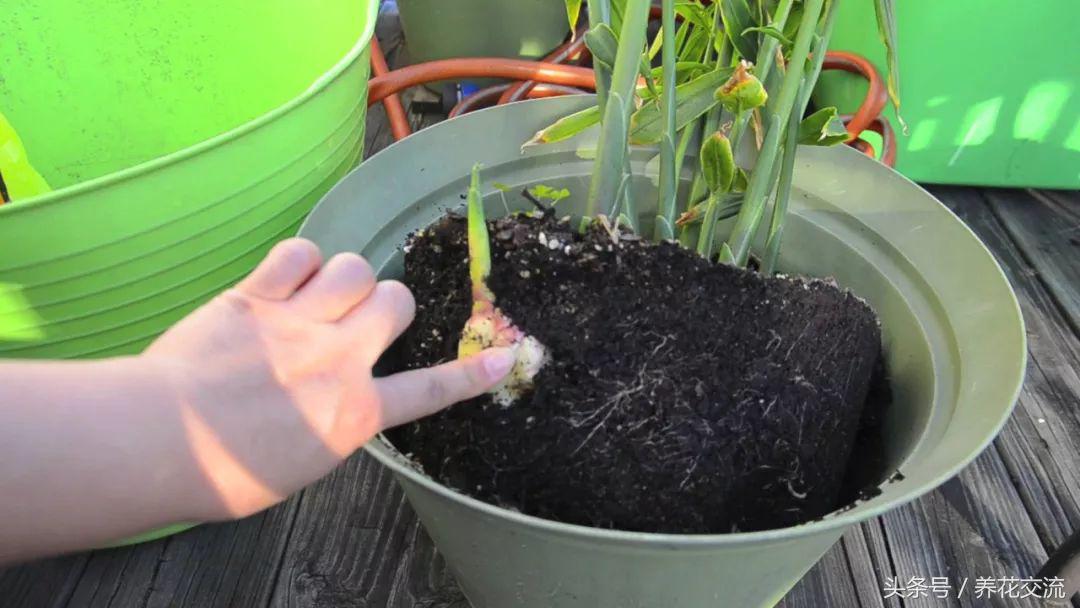 生姜种植视频农广天地_三农视频生姜种植技术_每日农经生姜种植视频