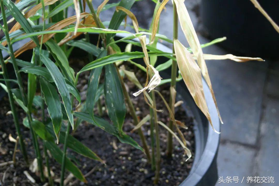 三农视频生姜种植技术_生姜种植视频农广天地_每日农经生姜种植视频