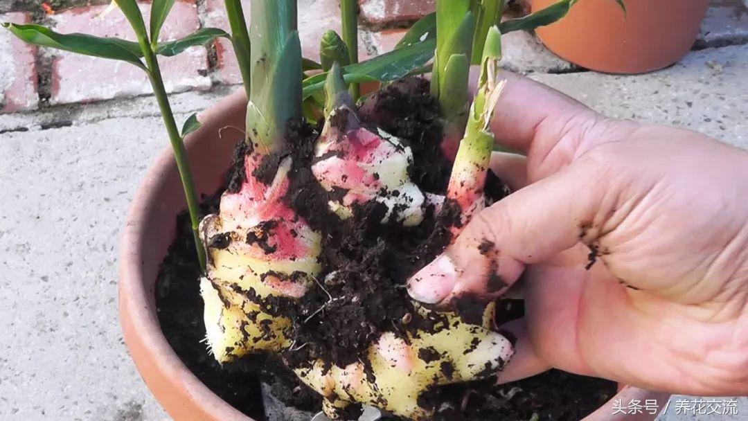 每日农经生姜种植视频_生姜种植视频农广天地_三农视频生姜种植技术