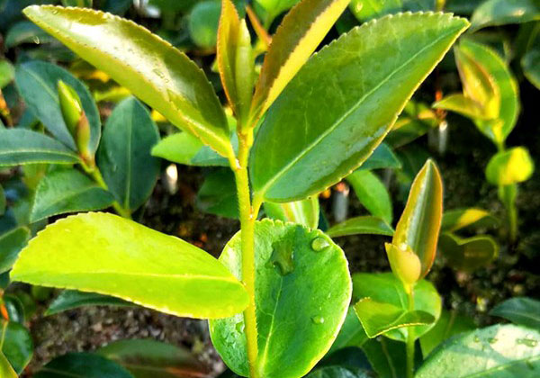 油茶栽培种植技术