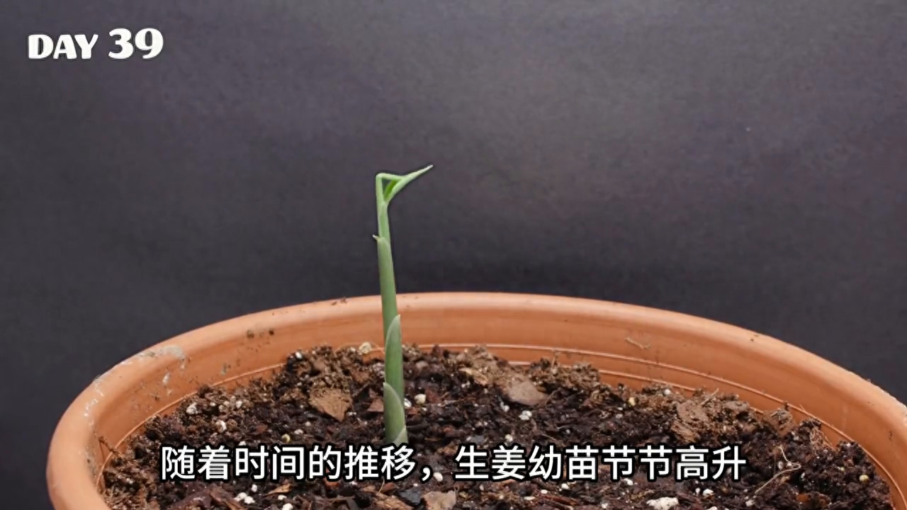 三农视频生姜种植技术_每日农经生姜种植视频_本地生姜种植技术视频