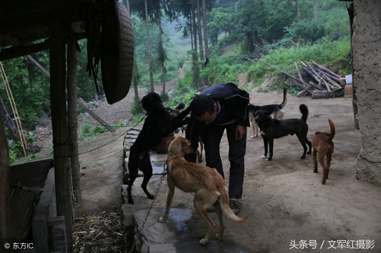 5旬夫妻在秦岭靠山吃山想致富，养8条狗对付野猪，看他俩如何发家