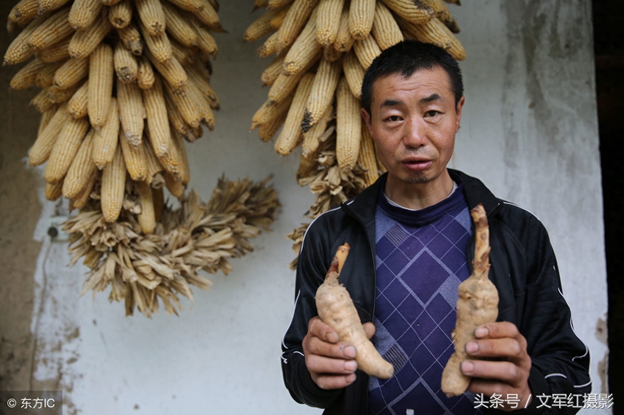 5旬夫妻在秦岭靠山吃山想致富，养8条狗对付野猪，看他俩如何发家