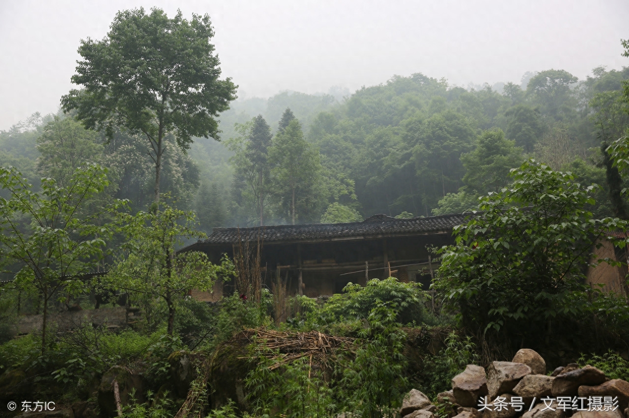 5旬夫妻在秦岭靠山吃山想致富，养8条狗对付野猪，看他俩如何发家