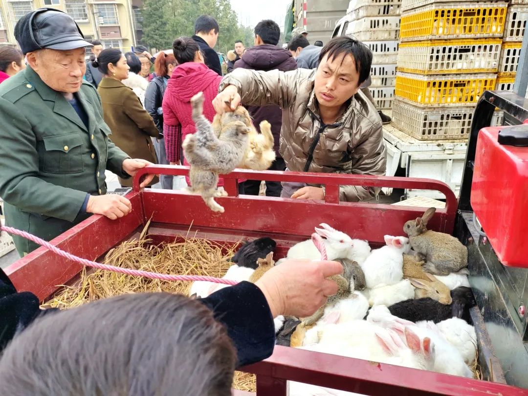 自贡养殖什么效益最快_自贡养殖致富村_自贡养殖场