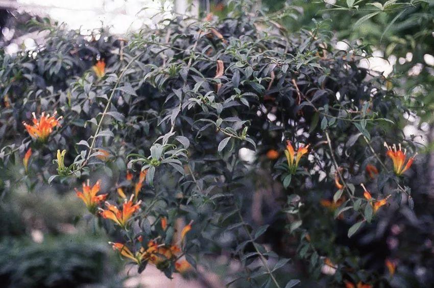 紫罗兰种植吊兰技术要点_紫罗兰种植吊兰技术视频_紫罗兰吊兰种植技术