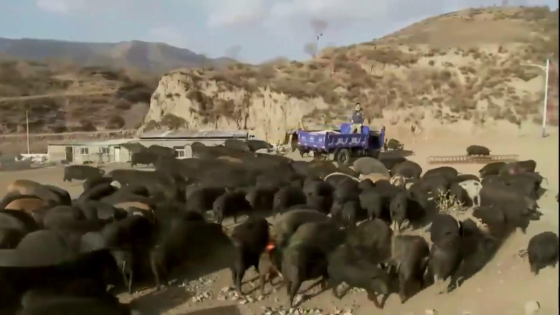 致富野猪养殖道路图片_野猪养殖厂_野猪养殖致富道路