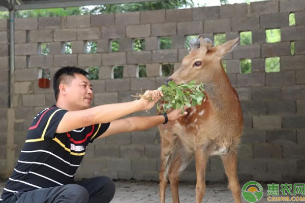 农村这位致富能人，不仅种植特色蔬菜，还养殖梅花鹿！