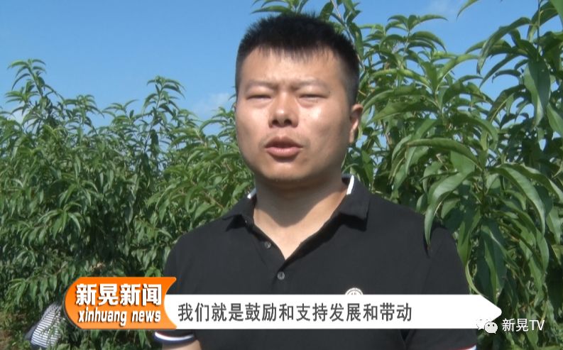 致富经桃树种植视频_黄金桃种植致富_黄金桃种植技术视频