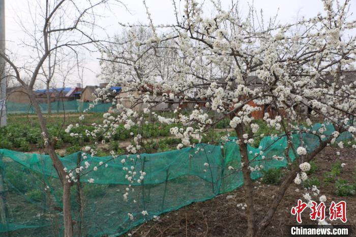 村民科学种植致富_农民致富种植项目_农村种植致富能手事迹材料