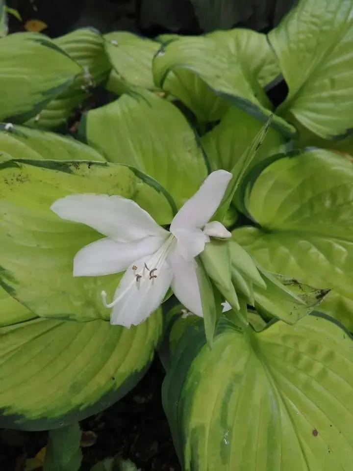 紫罗兰种植吊兰技术要点_紫罗兰吊兰种植技术_紫罗兰种植吊兰技术与管理