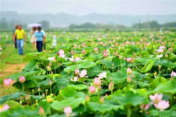 莲子种植技术_莲子种植技术与管理_莲子种植技术和方法的视频