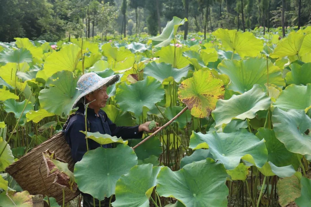 莲子种植技术和方法的视频_莲子种植技术_莲子种植技术与管理