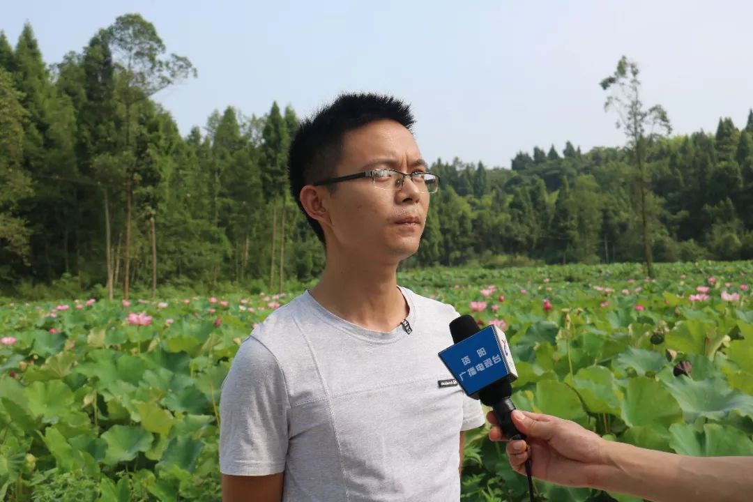 莲子种植技术和方法的视频_莲子种植技术_莲子种植技术与管理