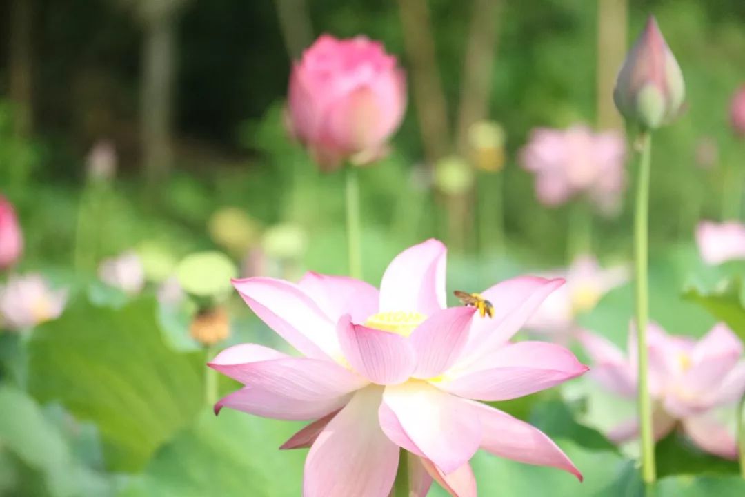 莲子种植技术_莲子种植技术与管理_莲子种植技术和方法的视频