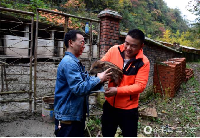 养野猪致富经_致富野猪养殖道路图_野猪养殖致富道路