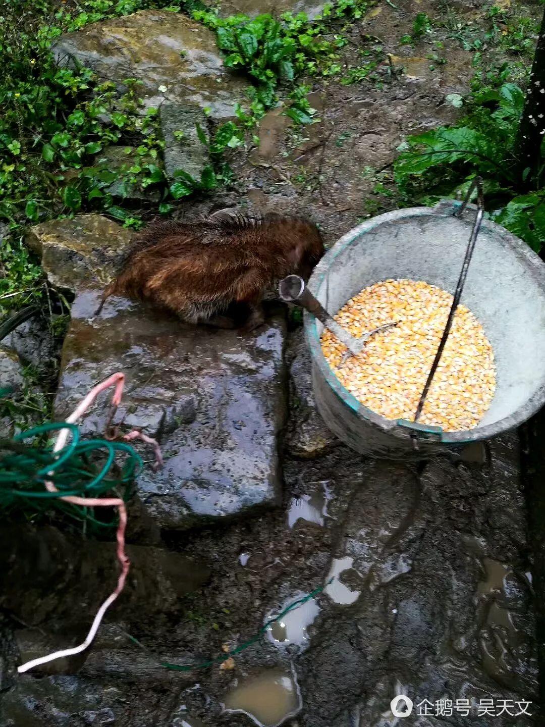 野猪养殖致富道路_养野猪致富经_致富野猪养殖道路图